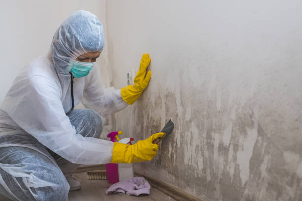 Environmental Consulting for Mold Prevention in Ossun, LA